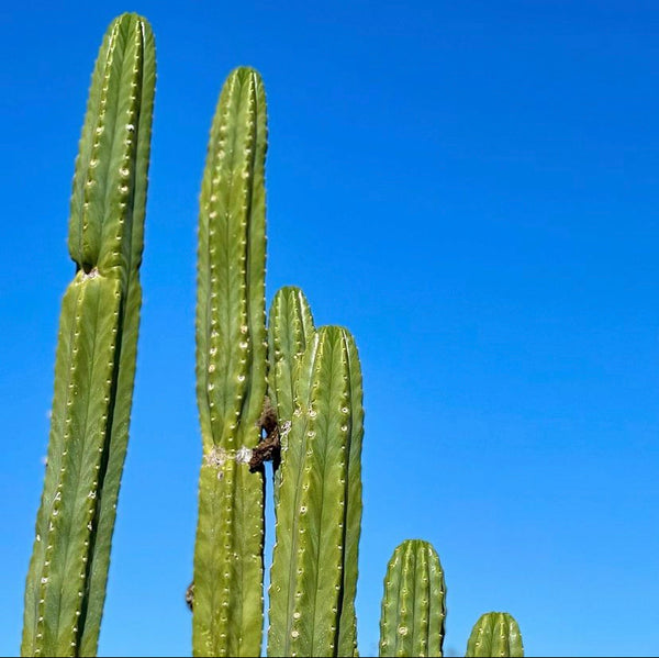 Types of San Pedro Cactus (and where to buy them) – Lazy Gardens