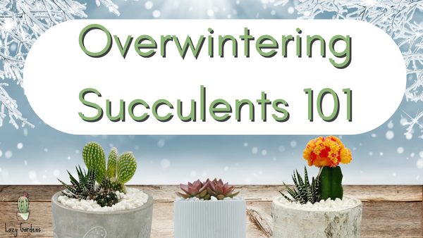 Overwintering Succulents & Cacti 101