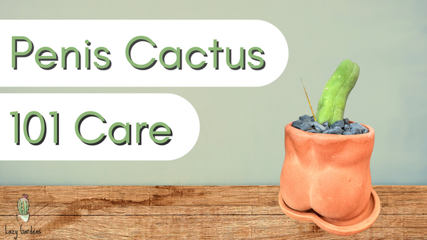 Penis Cactus 101