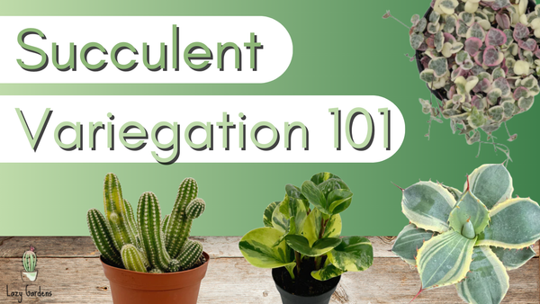 Succulent Variegation 101