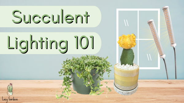 Succulent Lighting 101: What’s the Best Lighting for Succulents?