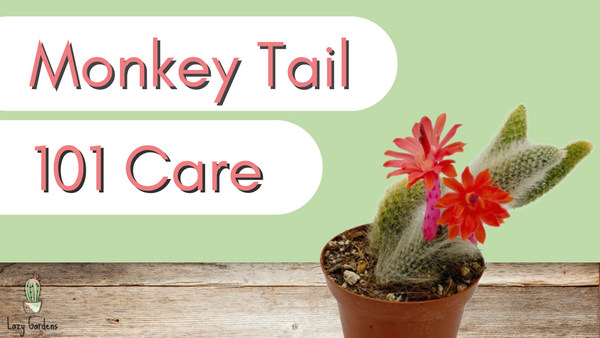 Monkey Tail Cactus 101