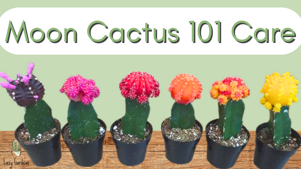 Moon Cactus 101