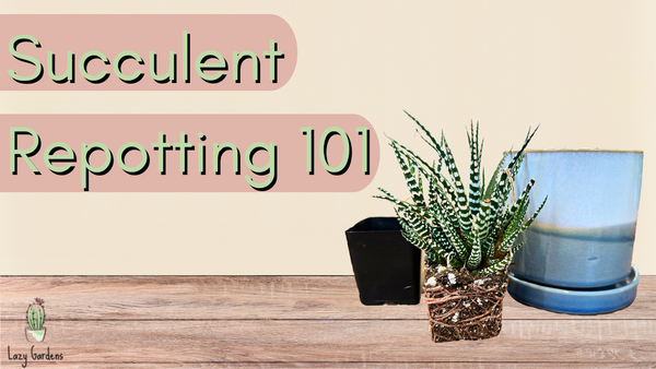 How to Repot Succulents: A Step by Step Guide