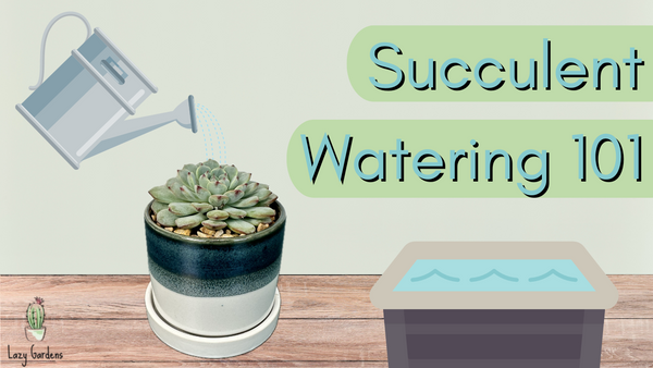 Water 101: How & When to Water Succulents