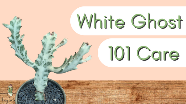 White Ghost Euphorbia 101