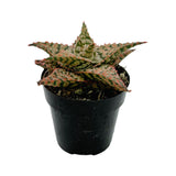 Aloe Firecracker | Aloe Hybrid