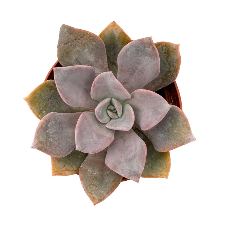 Graptoveria Debbie