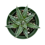 Queen Victoria Agave | Agave Victoriae Reginae