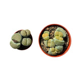 Lithops | Living Stones - Lazy Gardens