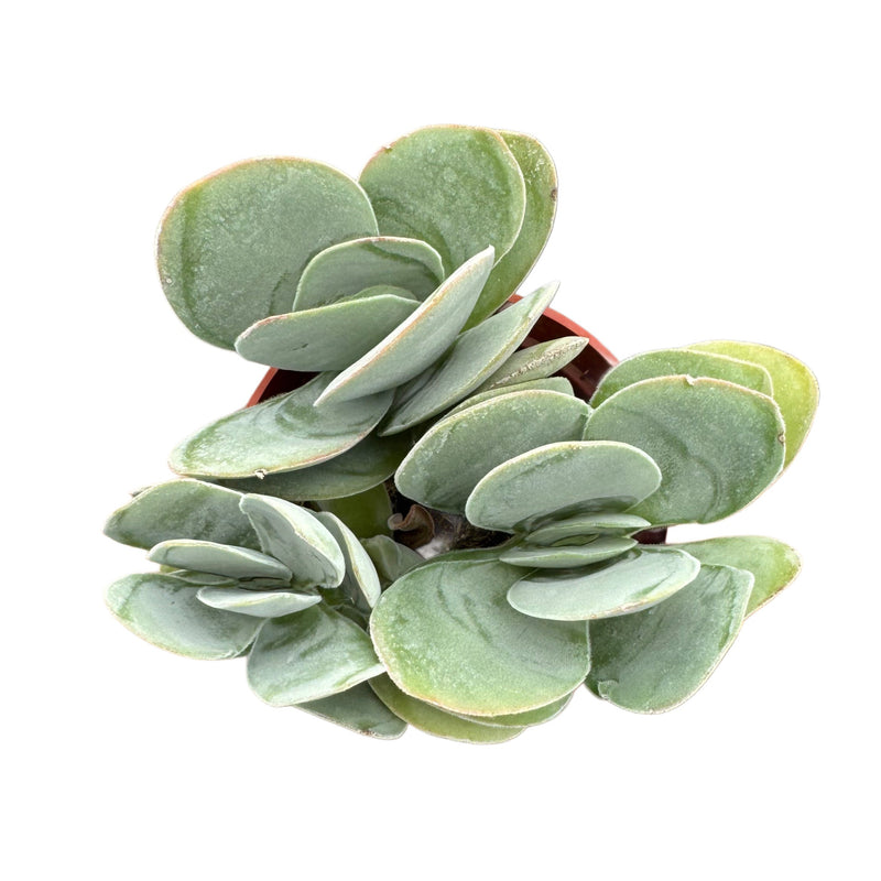 Crassula Dubia | Paddle Plant - Lazy Gardens