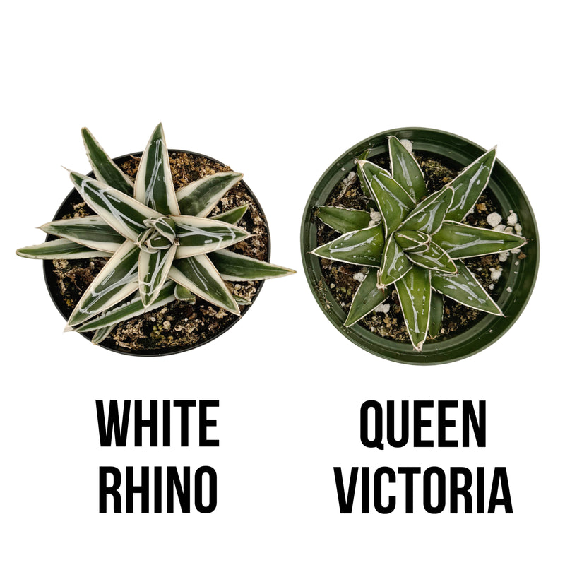 Agave Victoriae Reginae ‘White Rhino’ | White Rhino Agave