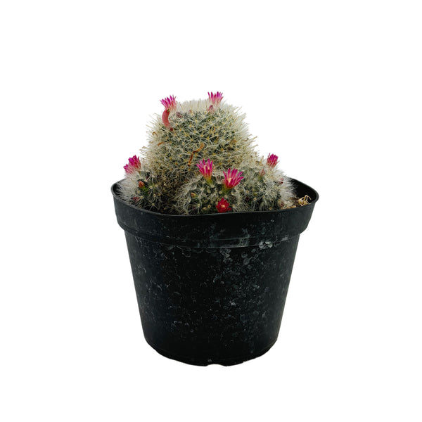 Powder Puff Cactus | Mammillaria bocasana