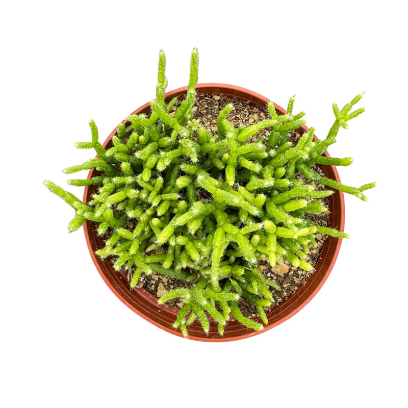 Rhipsalis cereuscula | Coral Cactus