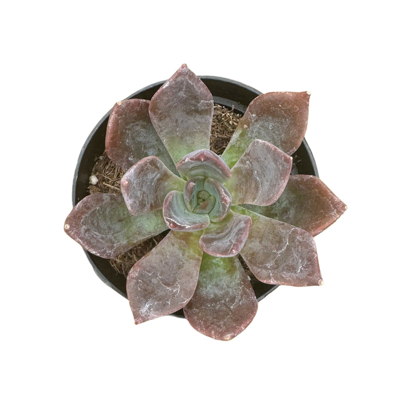 Echeveria Dark Moon - Lazy Gardens