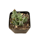 Huernia Zebrina | Lifesaver Cactus - Lazy Gardens