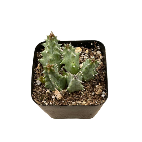 Huernia Zebrina | Lifesaver Cactus