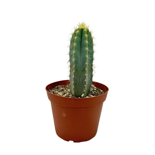 Pilosocereus Pachycladus | Blue Torch Cactus