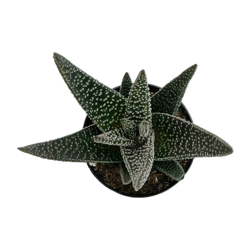 Gasteria Okavango