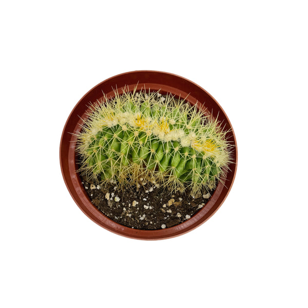 Crested Golden Barrel Cactus | Echinocactus grusonii cristata