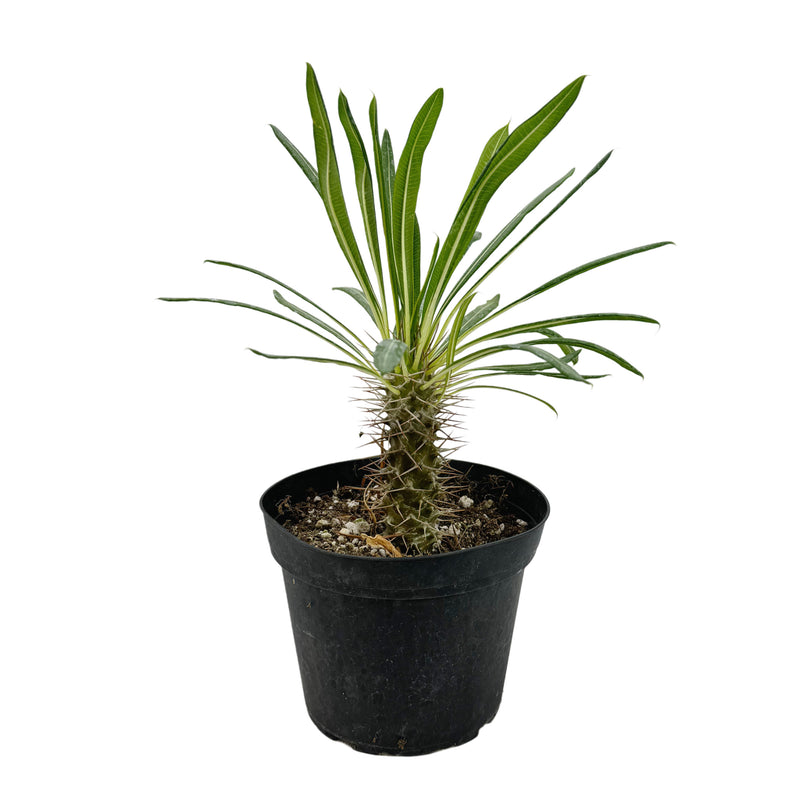 Pachypodium lamerei | Madagascar Palm