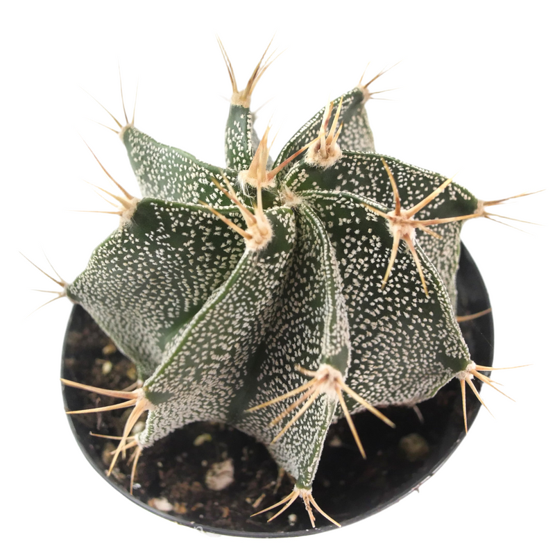 Astrophytum ornatum | Star Barrel Cactus - Lazy Gardens