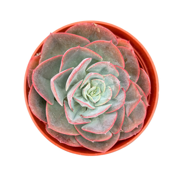 Echeveria Muesli