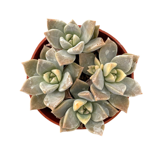 Graptopetalum Paraguayense Variegata | Ghost Plant Variegated