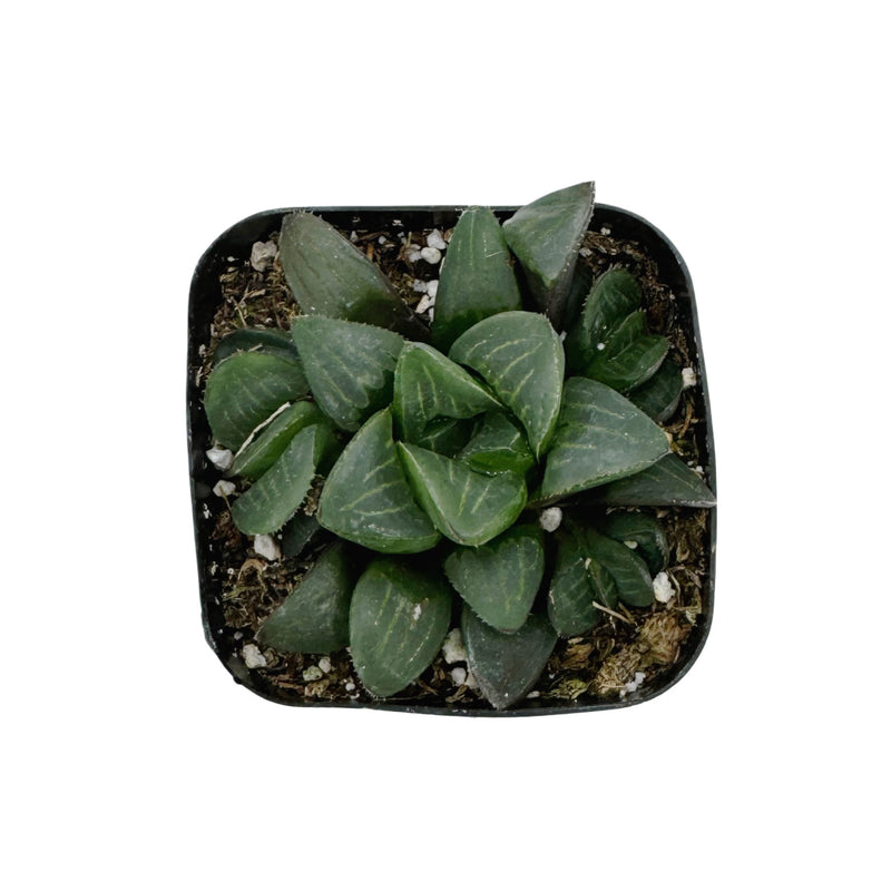 Haworthia Retusa | Star Cactus