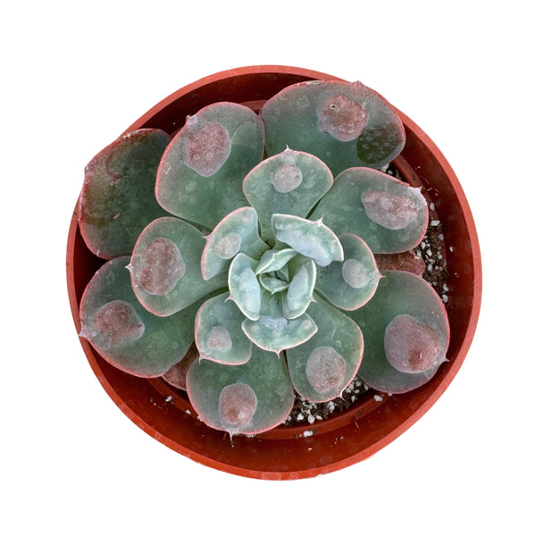 Echeveria Raindrop