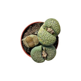 Lithops | Living Stones