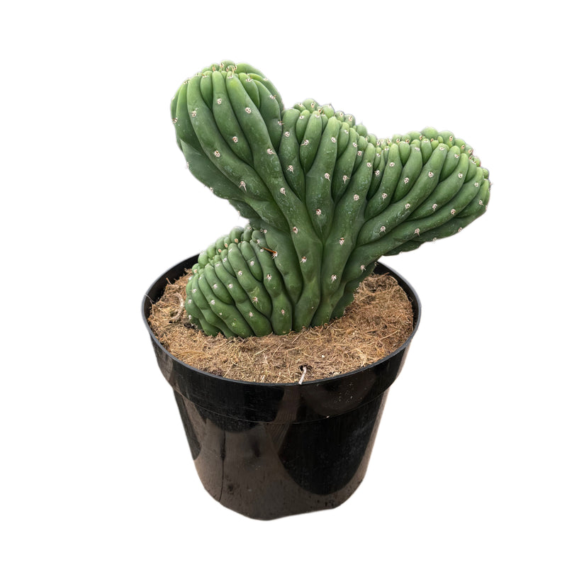 Trichocereus Cristata | Crested Trichocereus Cactus