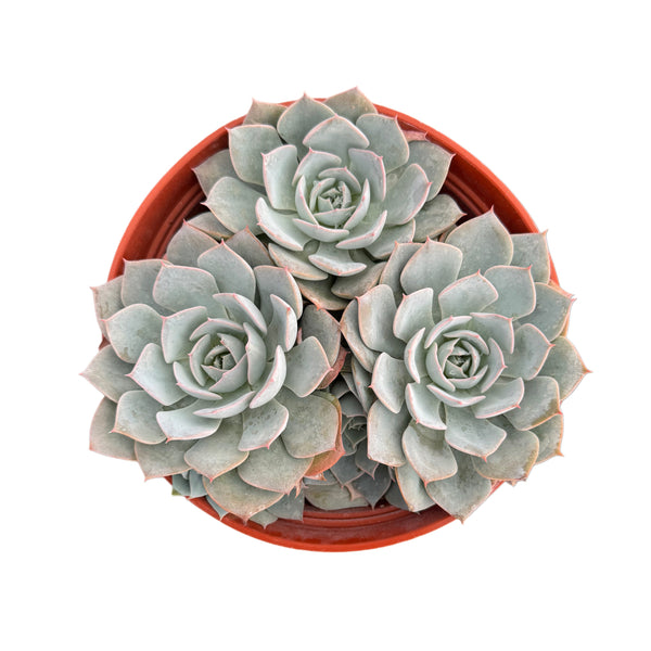 Echeveria Subselleis