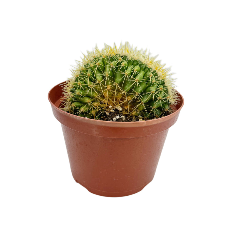 Crested Golden Barrel Cactus | Echinocactus grusonii cristata