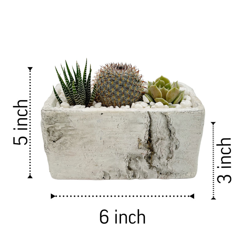 The Lazy Gift | Effortless Succulent Arrangement - Lazy Gardens