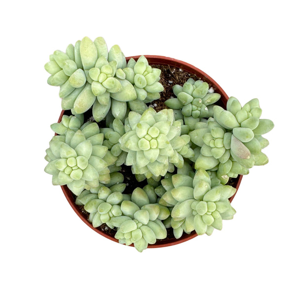 Sedum Burrito | Donkey's Tail - Lazy Gardens