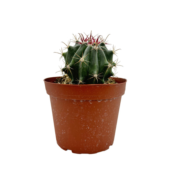 Ferocactus gracilis | Fire Barrel Cactus