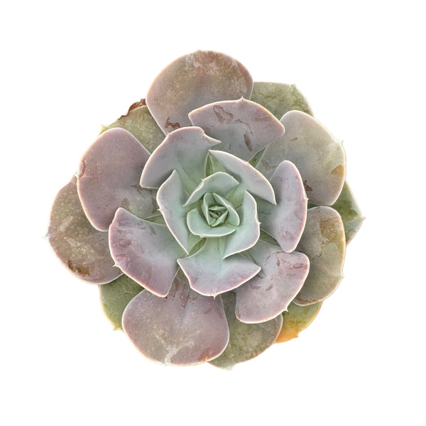 Echeveria Cream Puff