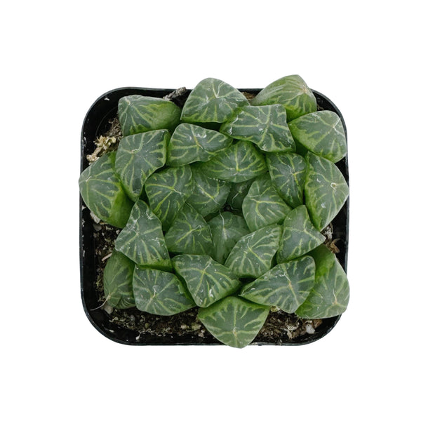 Haworthia cooperi