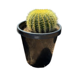 Echinocactus grusonii | Golden Barrel Cactus