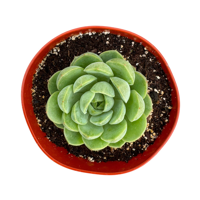 Echeveria Lime'n'Chile - Lazy Gardens