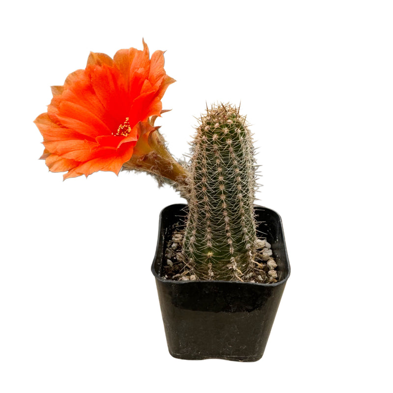 Echinopsis chamaecereus | Peanut Cactus