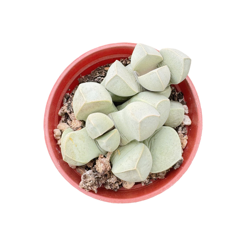 Lapidaria Margaretae | Karoo Rose - Lazy Gardens