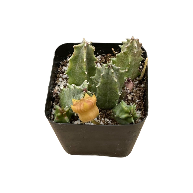 Huernia Zebrina | Lifesaver Cactus