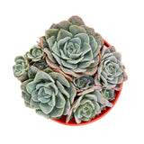 Echeveria Galaxy Blue