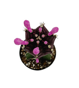 Gymnocalycium mihanovichii freidrichii | Moon Cactus Purple - Lazy Gardens