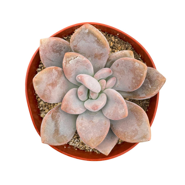 Graptopetalum 'Murasaki'