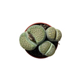 Lithops | Living Stones