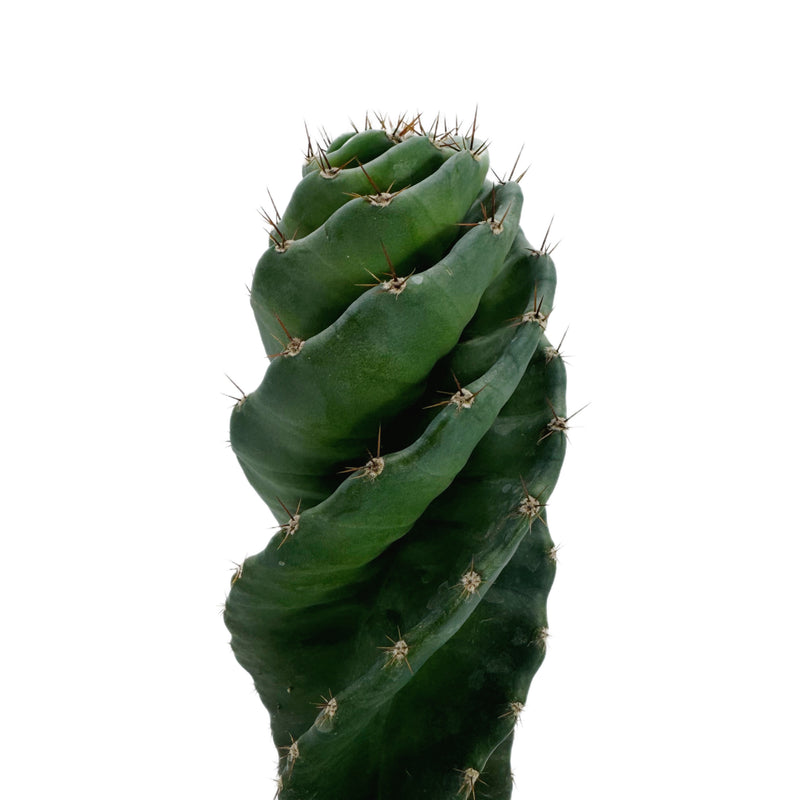 Cereus forbesii Spiralis | Spiral Cactus