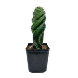 Cereus forbesii Spiralis | Spiral Cactus